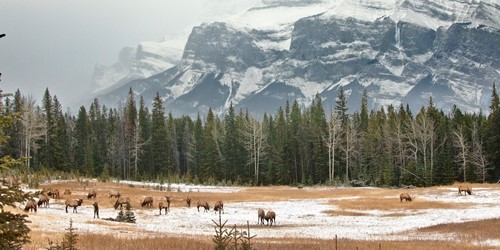 wildlife-Alberta.jpg