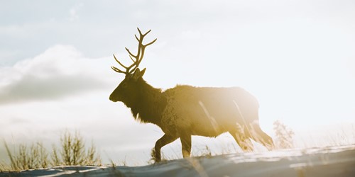 Elk-sunrise-Alberta.jpg