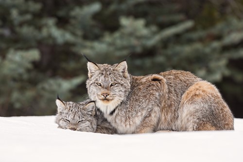 Lynx-Alberta.jpg
