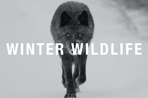 winter-wildlife-1200x800.jpg