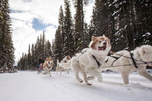 dog sledding banff running dogs
