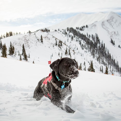 Aspen Snowmass rescue dog