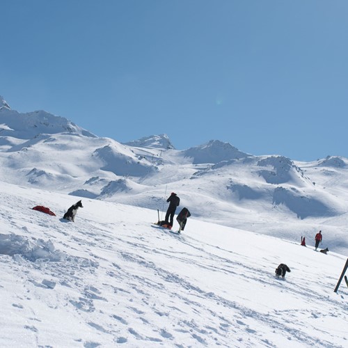 Snow dog training in Val Thorens