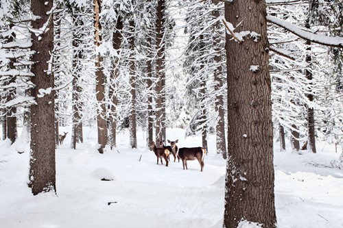 Madonna di Campiglio ski resort-Italy-deer in the snowy trees