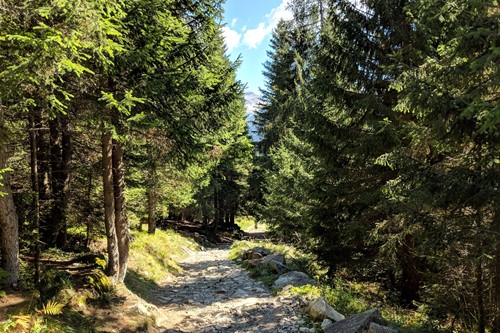 Madonna-di-Campiglio-Italy-wood-walk