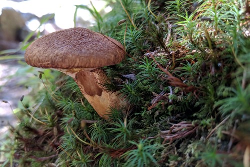 Madonna-di-Campiglio-Italy-mushroom