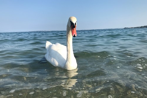 Lake-Garda-Italy-Swan