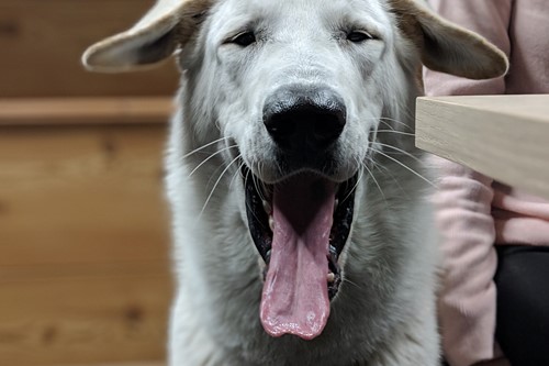 Found this lovely lassy at the climbing centre