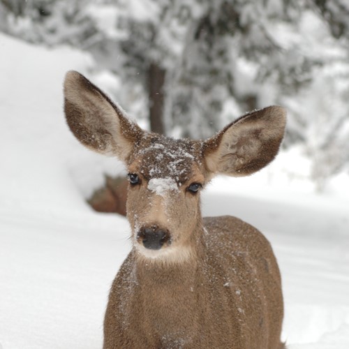 deer standing in snow, Banff National Park
