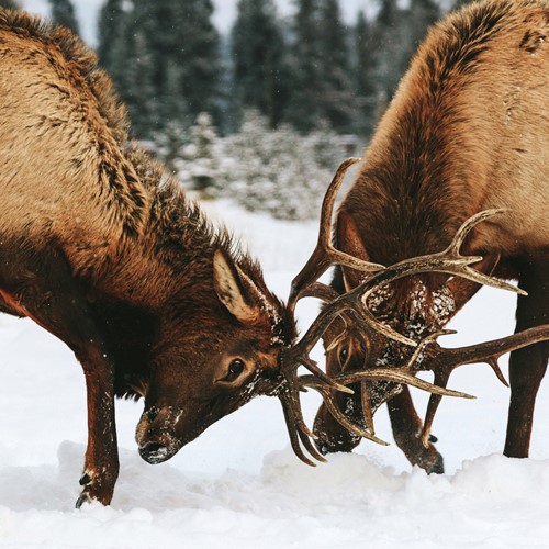 Wild elk fighting during mating season
