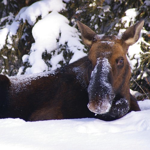 Wild Moose in winter, Banff National Park