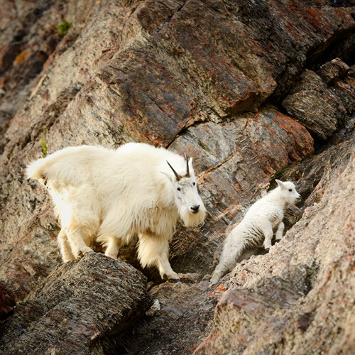 Mountain goat and kid