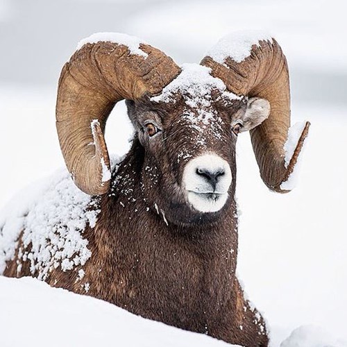 Wild bighorn sheep lay in the snow, Banff National Park