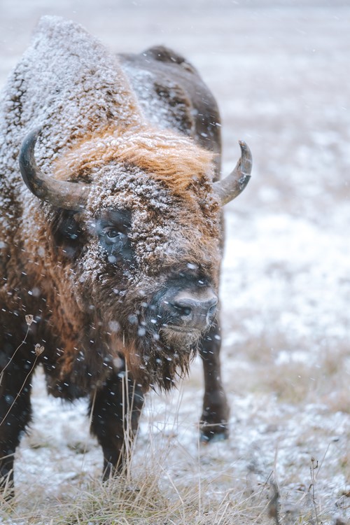 Bison covered in snow