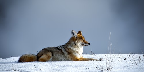 Wild coyote sitting on the snow