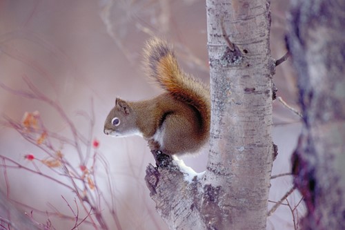 Squirrel-Alberta.jpg