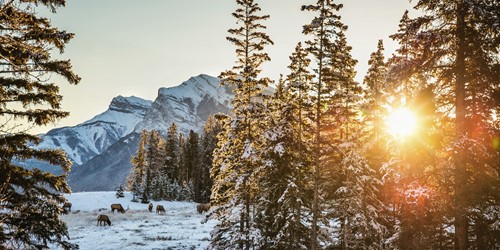 tree-sunset-Alberta.jpg