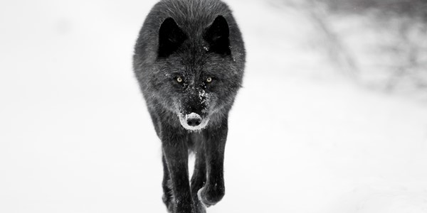 Winter Wildlife In Banff And Lake Louise