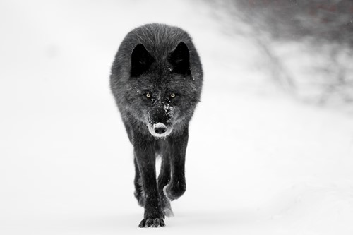 Wolf-black-Alberta.jpg