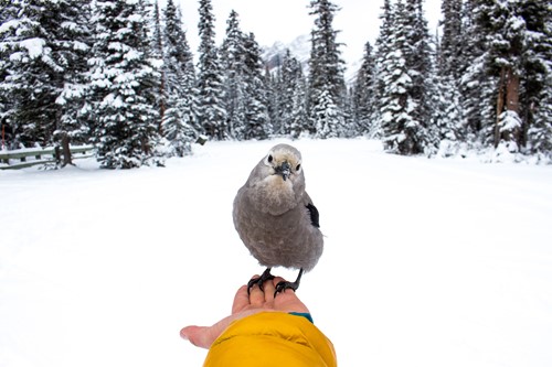 Bird-Alberta.jpg