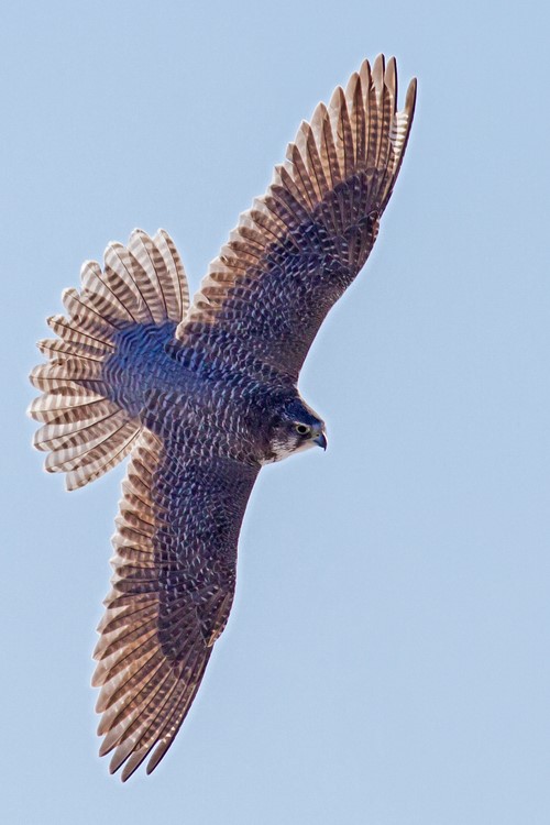 bird-of-pray-Alberta.jpg