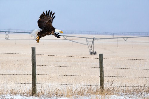 Bird-of-prey-Alberta.jpg