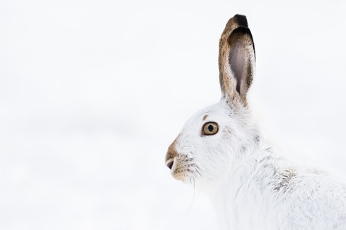 har-rabbit-Alberta.jpg