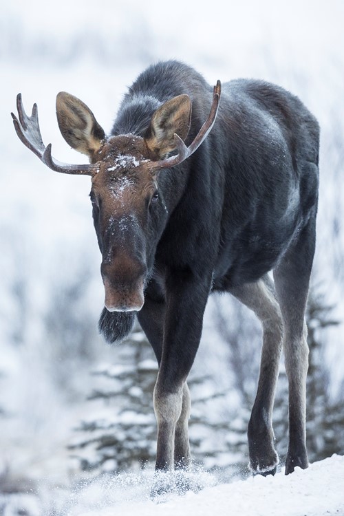 Moose-Alberta.jpg