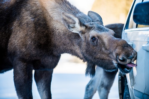 Moose-licking-a-car-Alberta.jpg