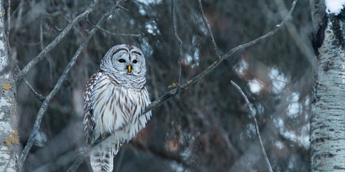 Owl-Alberta.jpg