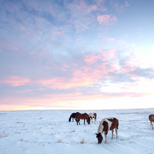 snowscape-Alberta.jpg