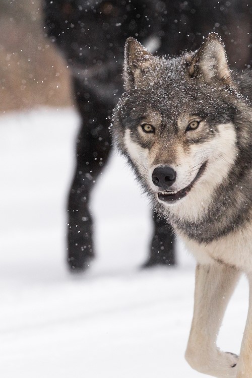 Wolf-banner-Alberta-6250x2500.jpg