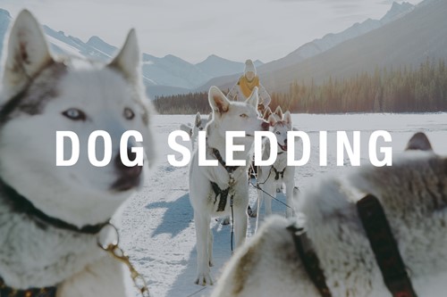 Dog-sledding-overlay-1200x800.jpg