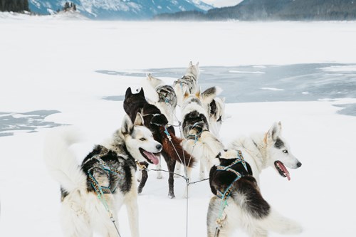 huskies on a frozen lake in Banff and Lake Louise