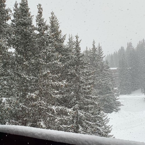 courchevel trees in snow whiteout conditions