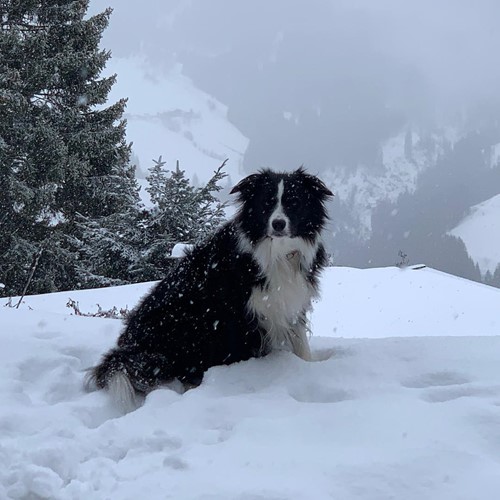 dog in the snow