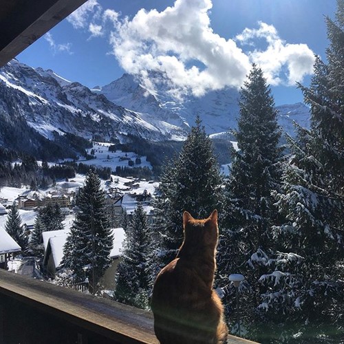 view of zell am see with cat in foreground