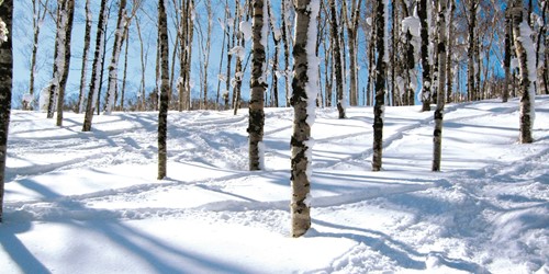 Ski through the trees in Rusutsu Ski Resort, Japan