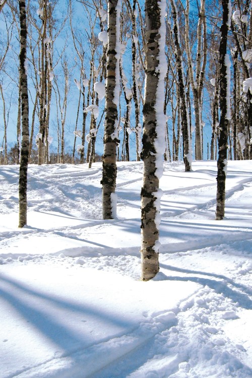Ski through the trees in Rusutsu Ski Resort, Japan