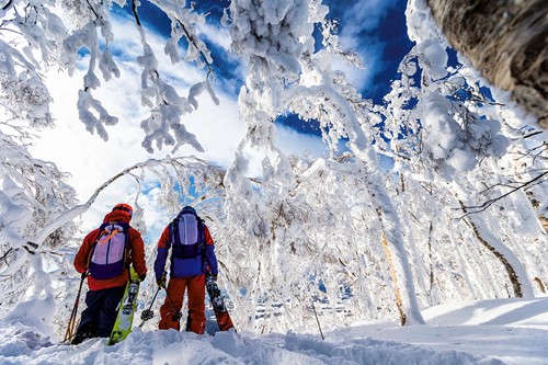 Skiing in Japan, which resort is best, Skiers in the snowy trees, Rusutsu