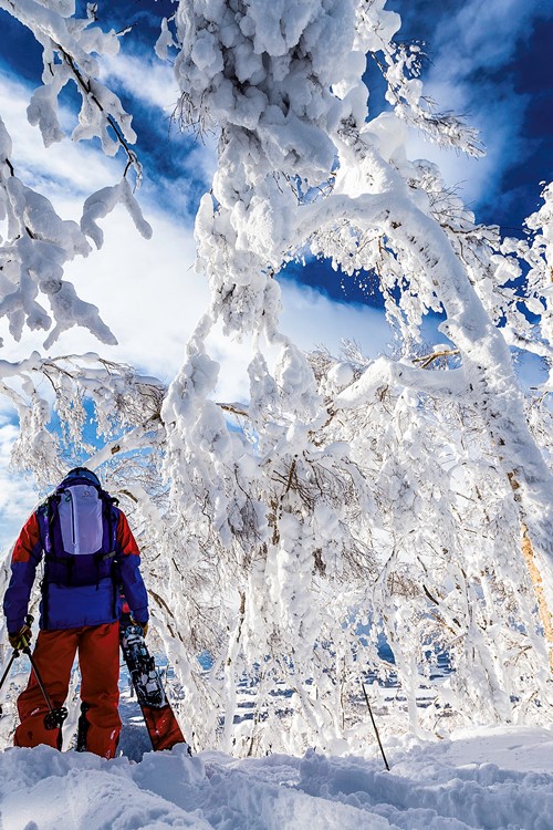 Skiing in Japan, which resort is best, Skiers in the snowy trees, Rusutsu