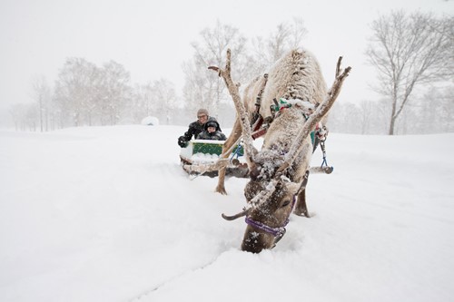 Reindeer sledging in Japan