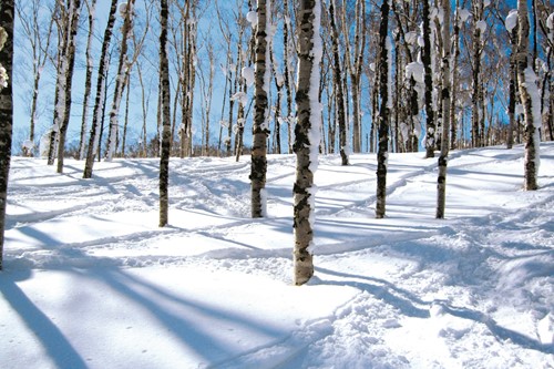 Off-piste tree skiing in Rusutsu, ski in Japan