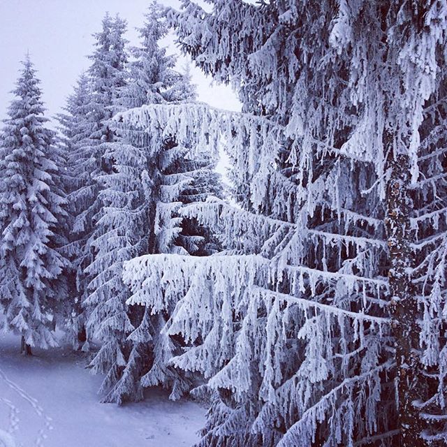 Where Is The Snow? 16th Jan 2017