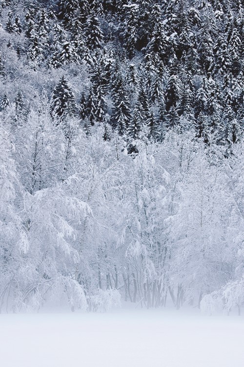 snow-trees-conifers.jpg