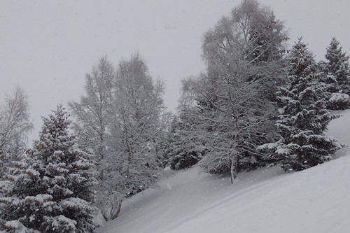 Snow-trees
