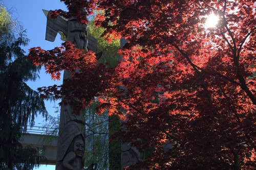 Vancouver-Canada-red-trees