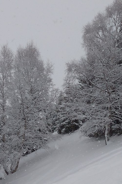 snow trees.jpg