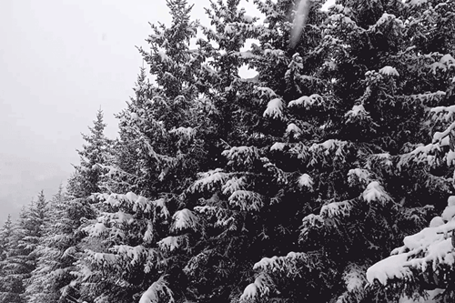 Snowing- trees-gif