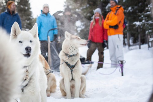 dog sledding white huskies